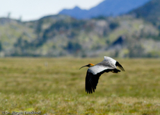 Schwarzzügelibis (6 von 15).jpg